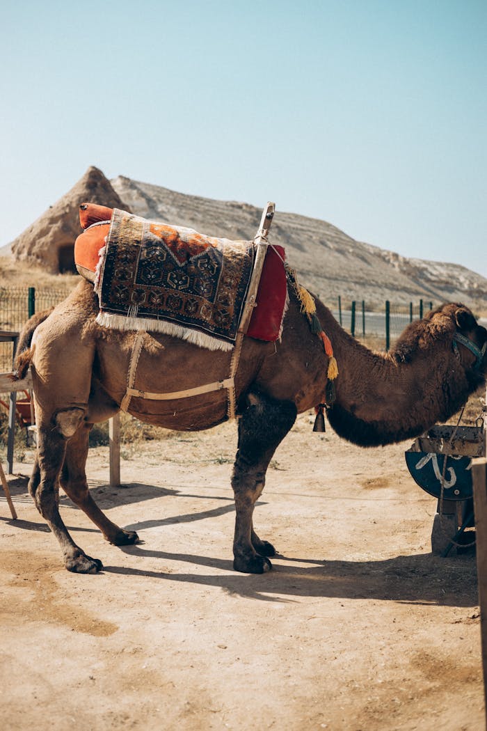 Camel adorned with a colorful saddle in a serene Turkish desert landscape.